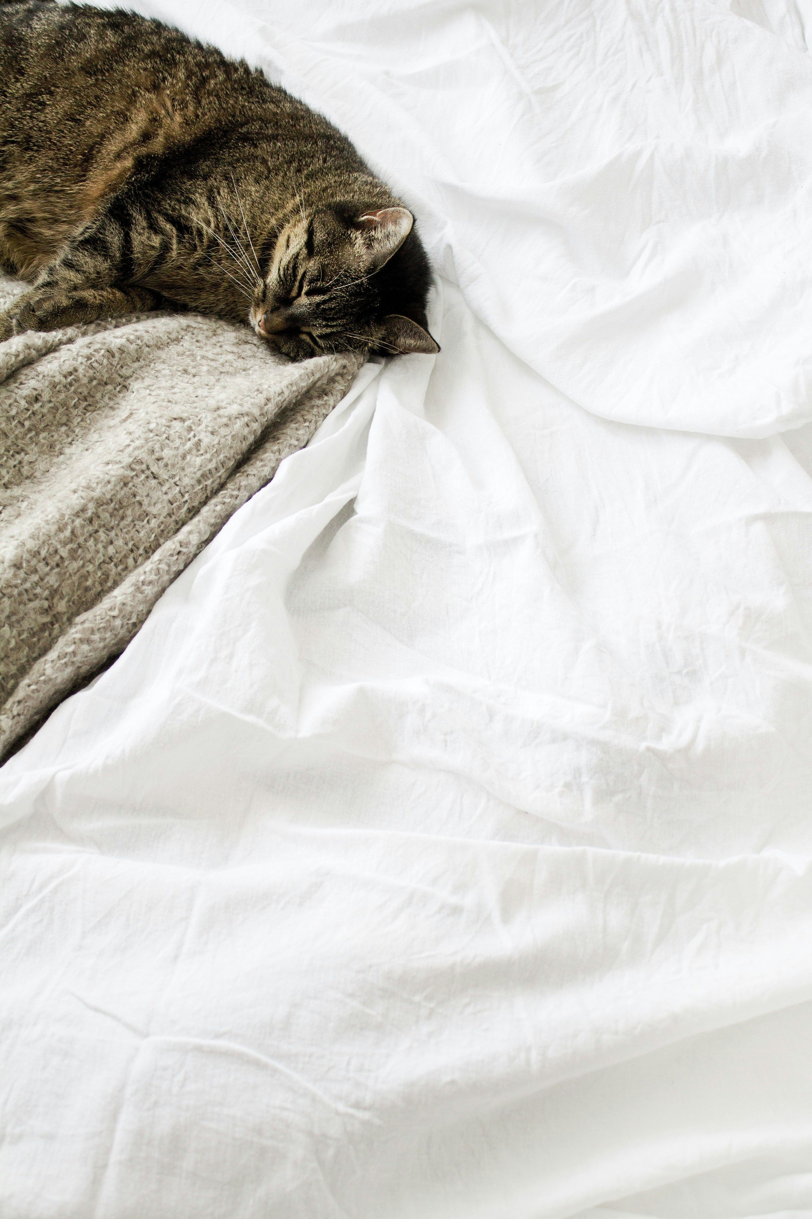 Cat lounging in a cozy bed