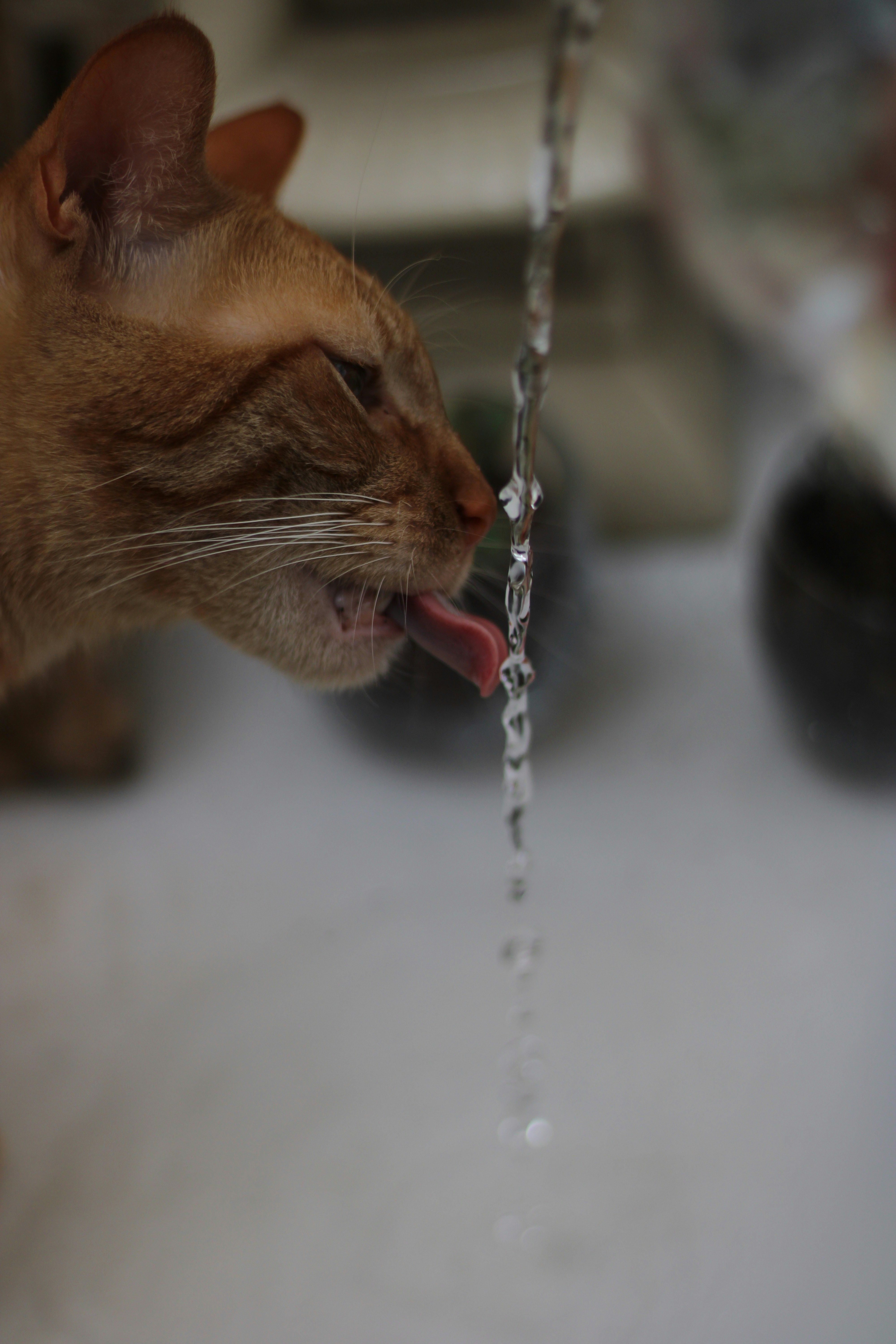 Cat drinking from a water fountain